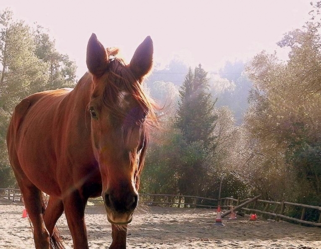  The moon mare 